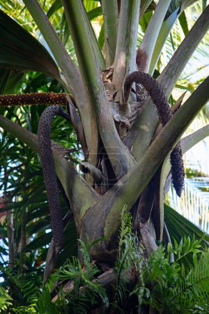 Téléchargez les photos : Coco-de-mer célèbre, noix de coco endémique existant uniquement sur l'île de Seycheles dans l'océan Indien - en image libre de droit