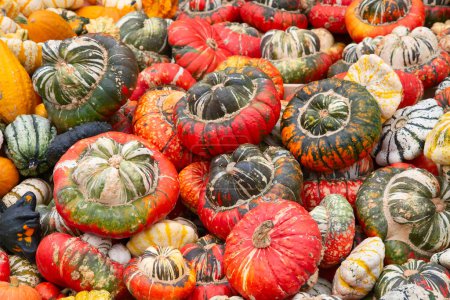 Téléchargez les photos : Collection de citrouilles colorées sur le marché d'automne - en image libre de droit