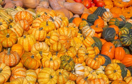 Photo for Colorful pumpkins collection on the autumn market - Royalty Free Image