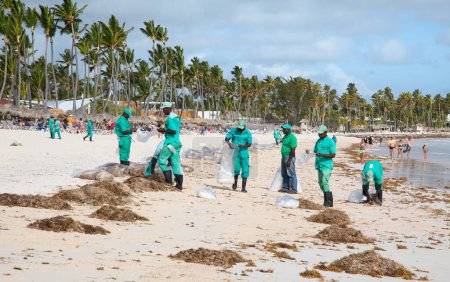 Foto de PUNTA CANA - APRIL 22: Unidentified people reamoving Sargassum seaweeds on Bavaro Beach near Punta Cana, Dominican Republic on April 02, 2022. Seaweeds growth related to global warming and ocean pollution appear to be a growing problem for many Carib - Imagen libre de derechos
