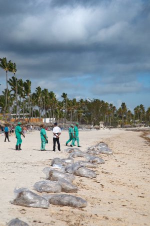 Photo for PUNTA CANA - APRIL 22: Unidentified people reamoving Sargassum seaweeds on Bavaro Beach near Punta Cana, Dominican Republic on April 02, 2022. Seaweeds growth related to global warming and ocean pollution appear to be a growing problem for many Carib - Royalty Free Image