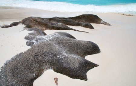 Téléchargez les photos : Famous Anse Georgette beach on the Praslin island, Seychelles - en image libre de droit