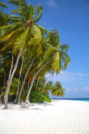 Foto de Pequeña isla en las Maldivas cubierta de palmeras y rodeada de aguas azul turquesa con hermosos corales y animales, perfecto escape del frío invierno - Imagen libre de derechos