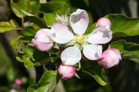Téléchargez les photos : Jardin de pommiers en fleurs au printemps - en image libre de droit