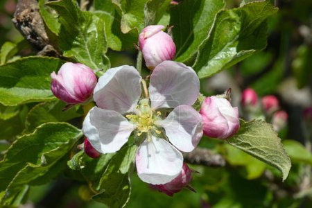 Photo for Blossoming apple garden in spring - Royalty Free Image