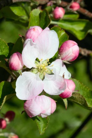 Téléchargez les photos : Jardin de pommiers en fleurs au printemps - en image libre de droit