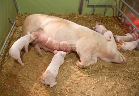 Téléchargez les photos : Jeunes cochons dormant dans la grange - en image libre de droit