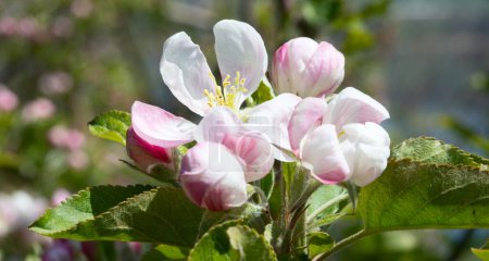 Foto de Floreciente jardín de manzanas en primavera - Imagen libre de derechos