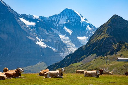 Foto de Vaca suiza en los Alpes - Imagen libre de derechos