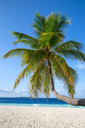 Photo for Small island in the Maldives covered by palms and surrounded by turquoise blue waters with with beautiful corals and animals, perfect escape from the cold winter - Royalty Free Image