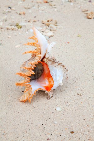 Téléchargez les photos : Coquille de mer sur le rivage - en image libre de droit