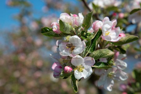 Foto de Floreciente jardín de manzanas en primavera - Imagen libre de derechos