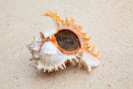 Photo for Sea shell on the shore - Royalty Free Image