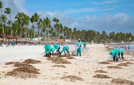 Foto de PUNTA CANA - APRIL 22: Unidentified people reamoving Sargassum seaweeds on Bavaro Beach near Punta Cana, Dominican Republic on April 02, 2022. Seaweeds growth related to global warming and ocean pollution appear to be a growing problem for many Carib - Imagen libre de derechos