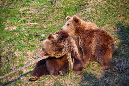 Téléchargez les photos : Jeune ours brun au zoo de Berne - en image libre de droit