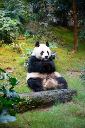 Téléchargez les photos : Panda géant mangeant des feuilles de bambou - en image libre de droit