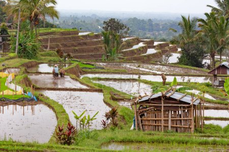 Foto de Campos de arroz, preparados para el arroz. Bali, Indonesia - Imagen libre de derechos