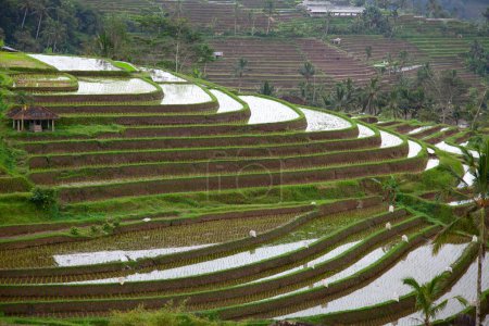 Foto de Campos de arroz, preparados para el arroz. Bali, Indonesia - Imagen libre de derechos