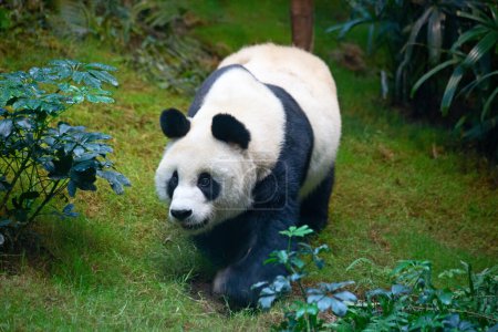 Foto de Oso panda gigante comiendo hojas de bambú - Imagen libre de derechos