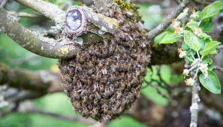 Foto de Enjambre de abejas dejó la colmena y junto con la reina de las abejas y descansando en el manzano - Imagen libre de derechos