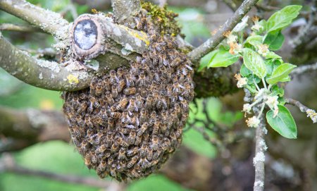 Téléchargez les photos : Un essaim d'abeilles quitta la ruche et, avec la reine des abeilles et reposant sur le pommier - en image libre de droit