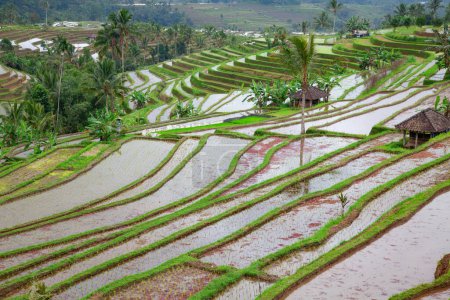 Téléchargez les photos : Des rizières, préparées pour le riz. Bali, Indonésie - en image libre de droit