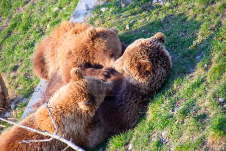 Téléchargez les photos : Jeune ours brun au zoo de Berne - en image libre de droit