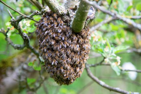 Enjambre de abejas dejó la colmena y junto con la reina de las abejas y descansando en el manzano