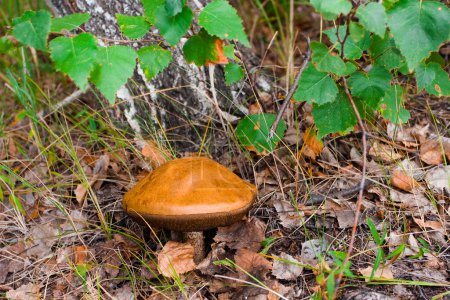 boletus mushroom in the moss