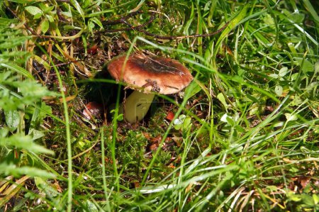 Photo for Boletus mushroom in the moss - Royalty Free Image