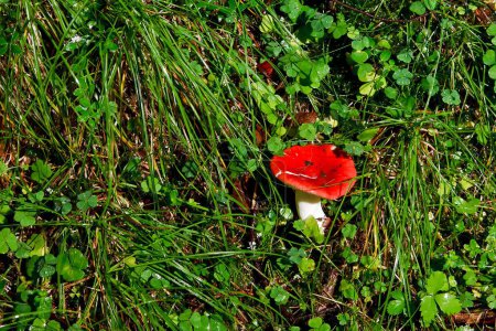 Photo for Boletus mushroom in the moss - Royalty Free Image