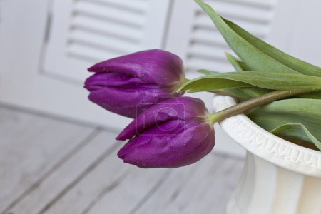 Téléchargez les photos : Tulipe mauve nature morte au printemps, parfait pour une carte de vœux, image de calendrier ou décoration à la maison - en image libre de droit