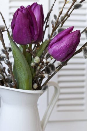 Téléchargez les photos : Purple tulip and willow catkins still life in spring, perfect for a greeting card, calendar image or home decor design - en image libre de droit