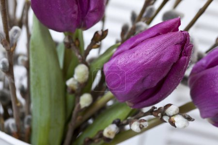 Téléchargez les photos : Tulipe violette et chatons de saule nature morte au printemps, parfait pour une carte de vœux, une image de calendrier ou un design de décoration à la maison - en image libre de droit