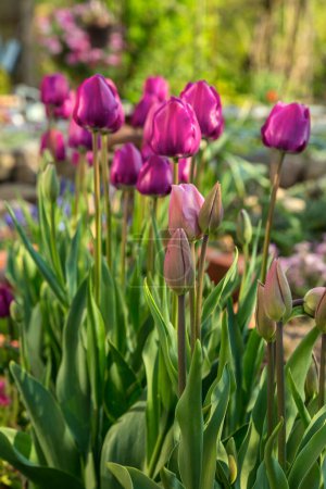 Téléchargez les photos : Tulipes roses en plein soleil dans un jardin champêtre, parfaites pour une carte de vœux, une boîte cadeau ou une image de calendrier - en image libre de droit