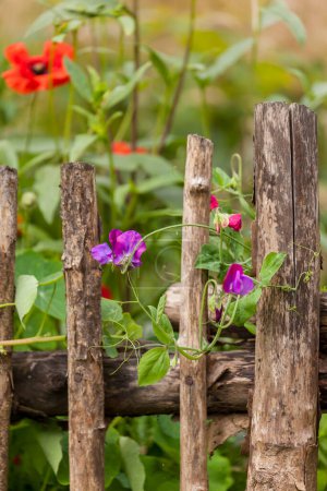 Photo for Close-up of climbing sweat pea summer flowers on a rustic wooden fence perfect for a greeting card, gift box or calendar picture - Royalty Free Image