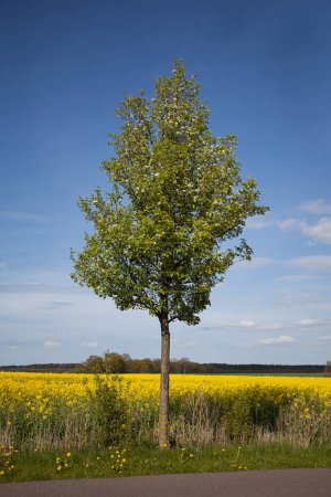 Téléchargez les photos : Pommier devant un champ de colza dans une zone rurale du Mecklembourg-Poméranie occidentale, Allemagne - en image libre de droit