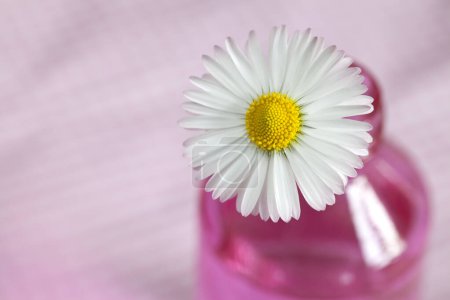 Téléchargez les photos : Romantique fleur de marguerite nature morte, fleur simple dans un vase en verre rose, parfait pour une carte de vœux de la fête des mères, boîte cadeau ou image du calendrier - en image libre de droit