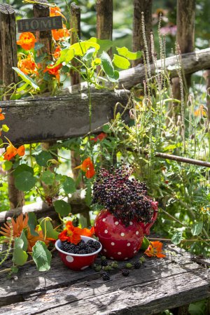 Téléchargez les photos : Vaisselle en pointillés, fleurs et baies, nature morte rurale dans un jardin sur un vieux banc - en image libre de droit