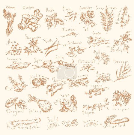 Illustration for Hand-sketched herbs and spices collection. Herbs and supplements for cooking and cuisine. Vector illustration set for restaurant menu design. - Royalty Free Image