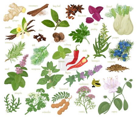 Illustration for Hand-sketched herbs and spices color collection. Herbs and supplements for cooking and cuisine. Vector illustration set for restaurant menu design. - Royalty Free Image
