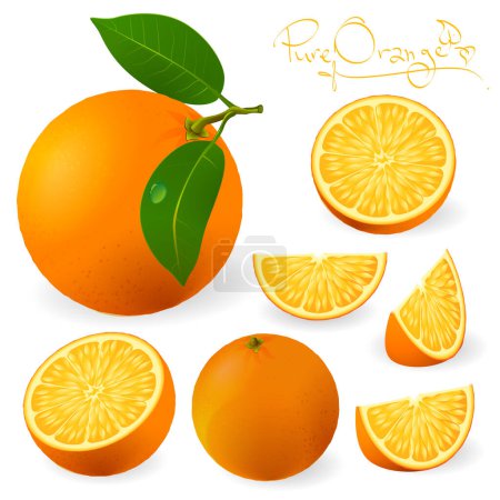 Ilustración de Naranjas maduras frescas enteras y cortadas en rodajas con hojas. Ilustración vectorial. - Imagen libre de derechos