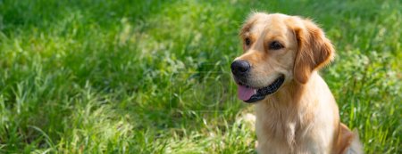 Photo for Panorama with beautiful golden retriever on summer day surround green grass - Royalty Free Image