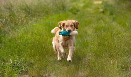 Téléchargez les photos : Belle golden retriever chien courir avec un mannequin dans la bouche - en image libre de droit