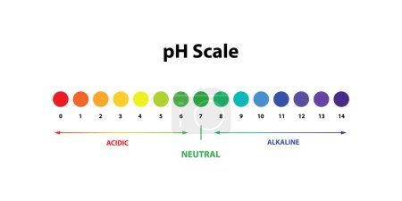 Illustration for Ph Scale chart indicator diagram value. Alkaline, neutral, acidic solution. - Royalty Free Image