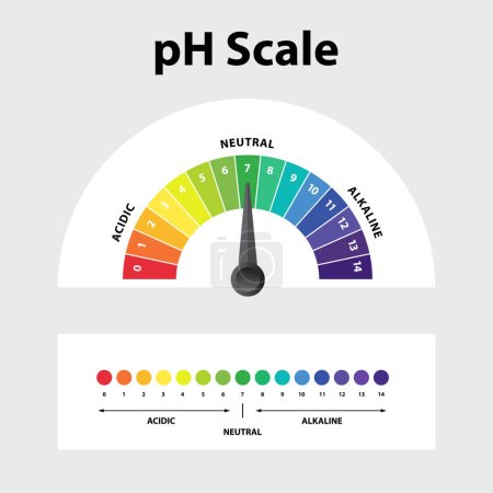 Illustration for Ph level Scale chart indicator diagram value. Alkaline, neutral, acidic solution. - Royalty Free Image