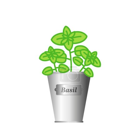 Téléchargez les illustrations : Basil herb in silver metallic pot. Isolated on white background. - en licence libre de droit