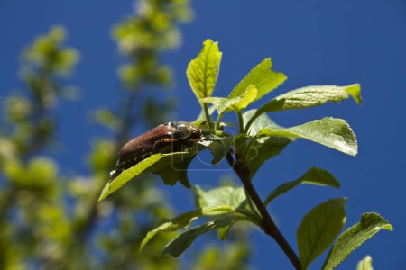 Un scarabée peut se reposer sur une plante.