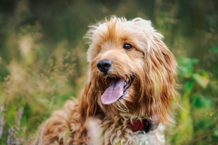 Téléchargez les photos : Un joli portrait de chien assis dans le gras vert - en image libre de droit