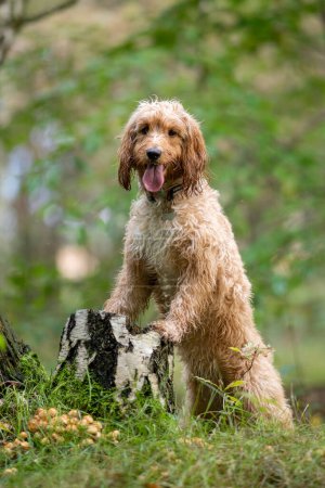 Téléchargez les photos : Mignon chien humide cockapoo race debout fièrement dans la forêt th - en image libre de droit